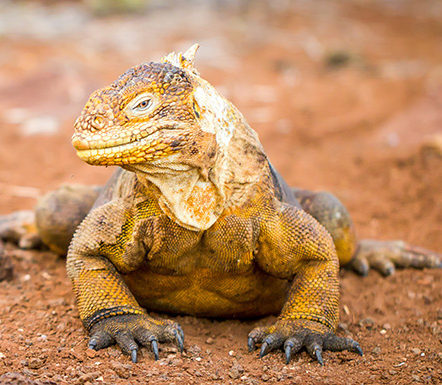 FAUNA DE GALAPAGOS 2