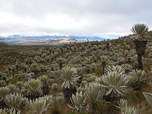 PARAMO DE FRAILEJONES CARCHI