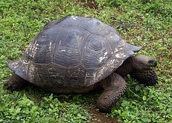 TORTUGA GIGANTE