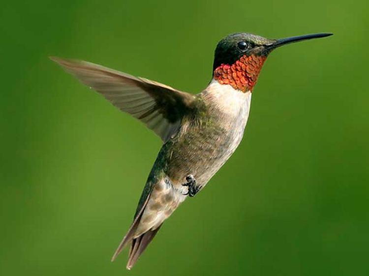 COLIBRI JEMPE